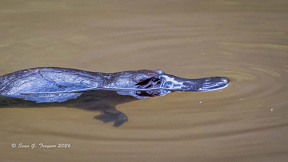 Duck-billed Platypus