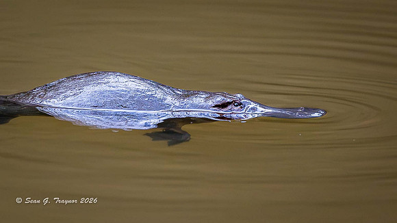 Duck-billed Platypus