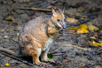 Red-legged Pademelon (Wallaby)