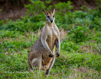 Wallaby