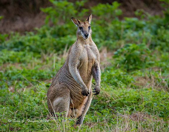 Wallaby