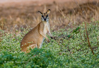 Wallaby