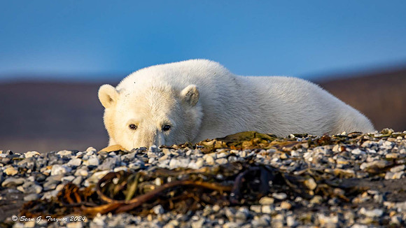 Polar Bear - Waiting