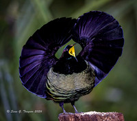 Victoria's Riflebird