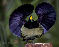 Victoria's Riflebird