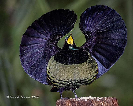 Victoria's Riflebird