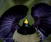 Victoria's Riflebird
