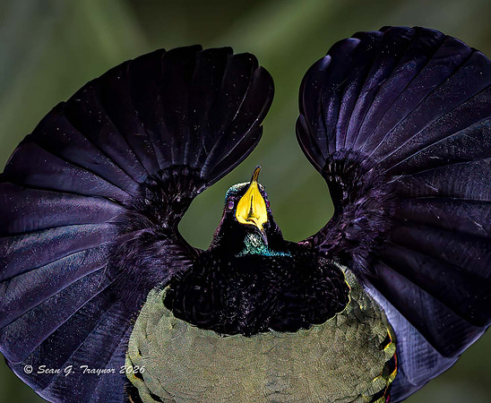 Victoria's Riflebird