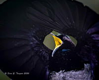 Victoria's Riflebird