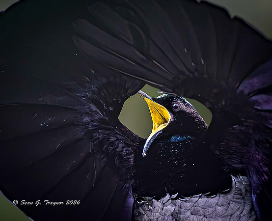 Victoria's Riflebird