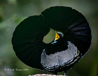 Victoria's Riflebird