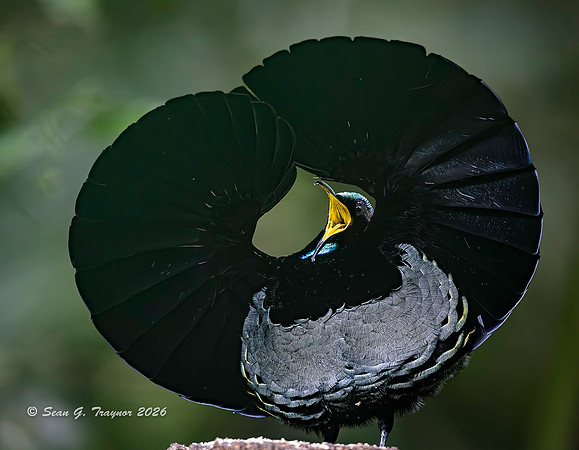 Victoria's Riflebird