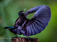 Victoria's Riflebird
