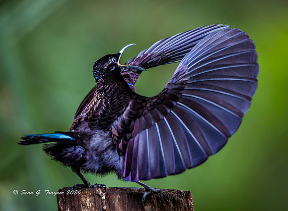 Victoria's Riflebird