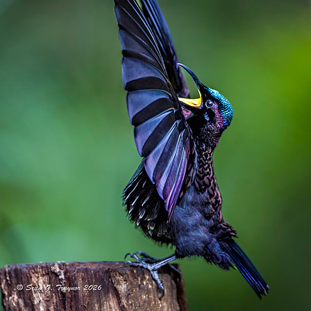 Victoria's Riflebird