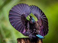 Victoria's Riflebird