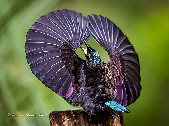 Victoria's Riflebird