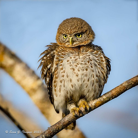 Cuban Pigmy Owl