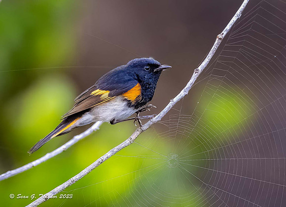 American Redstart