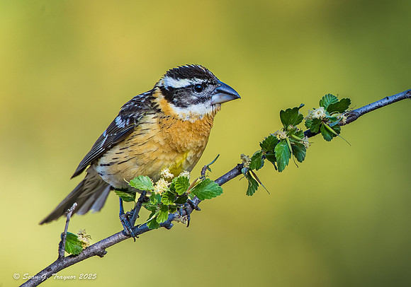Black-headed Grosbeak,