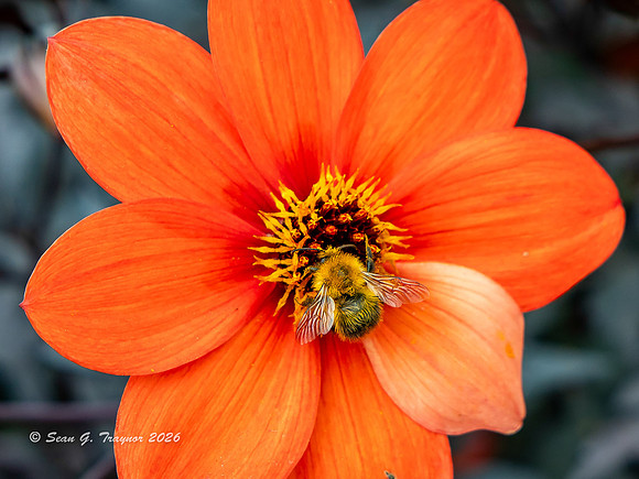 Honey Bee