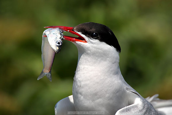 Terns