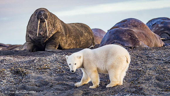 Polar Bears & Walruses