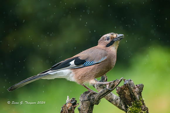 Eurasian Jay