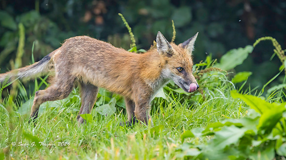 Fox