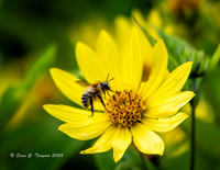 Honey Bee