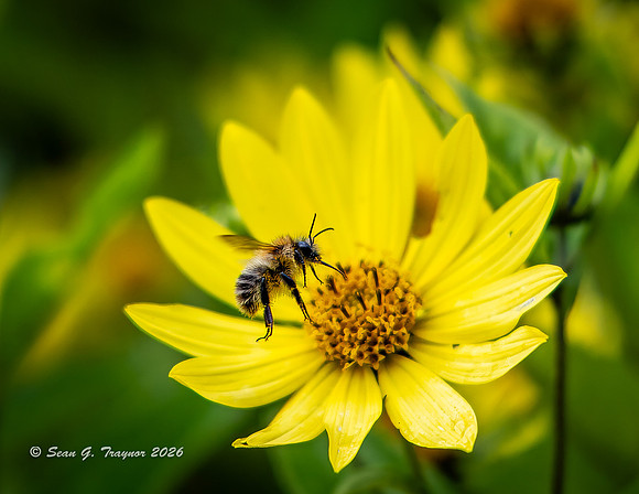 Honey Bee