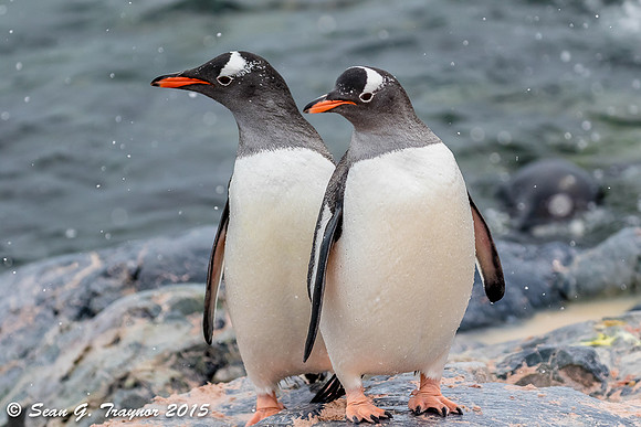 Gentoo Penguins