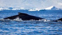 Humpback Whales