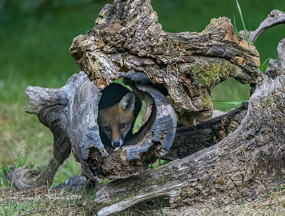 Fox