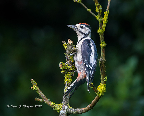 Spotted Woodpecker