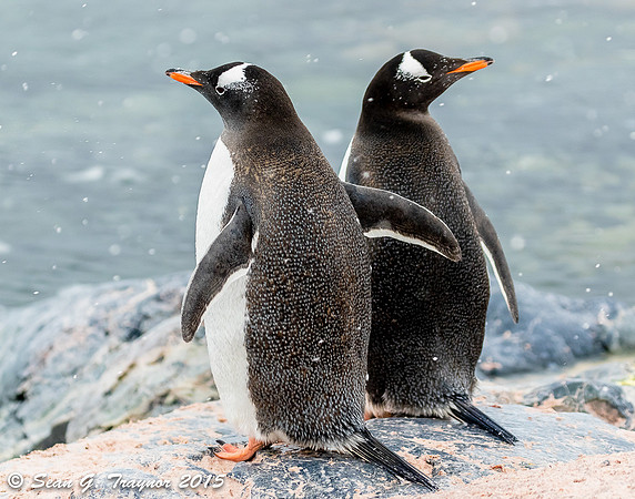 Gentoo Penguins