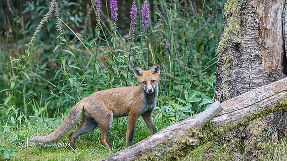 Fox