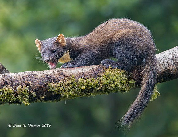Pine Marten