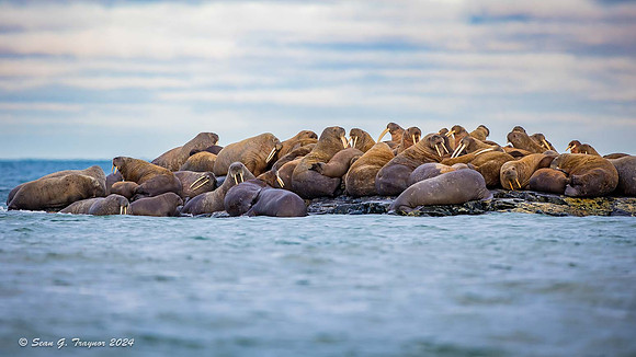 Walrus Haul-out