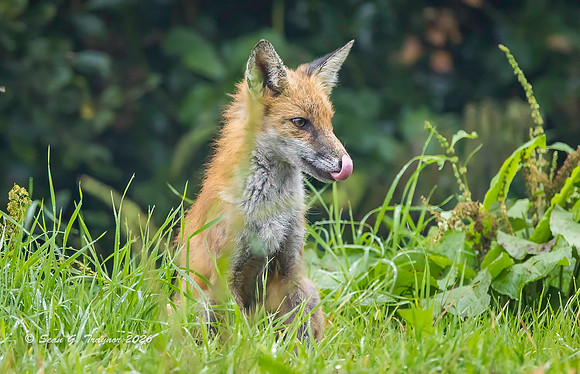 Fox