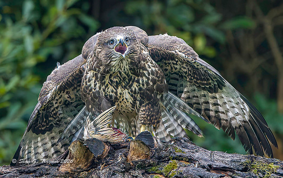 Common Buzzard