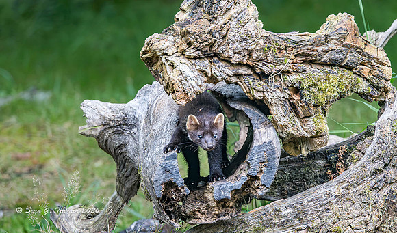Pine Marten