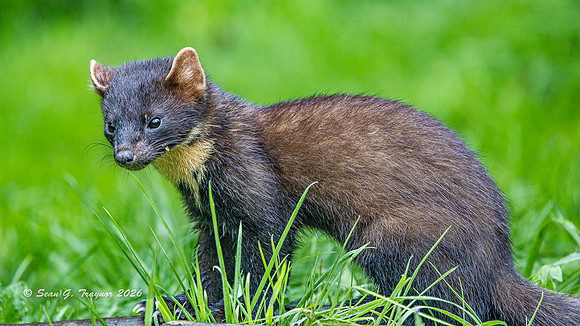 Pine Marten