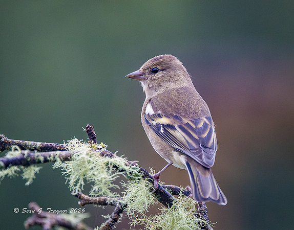 Finch