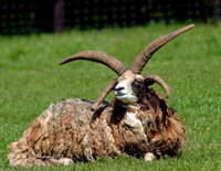 Multi-horned Goat