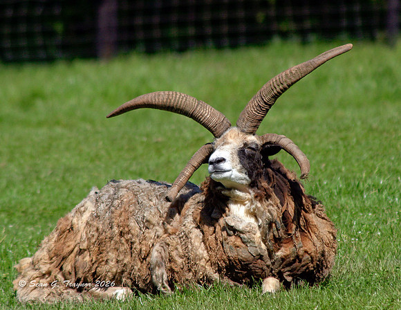 Multi-horned Goat