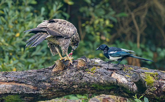 Common Buzzard