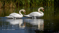 Mute Swans