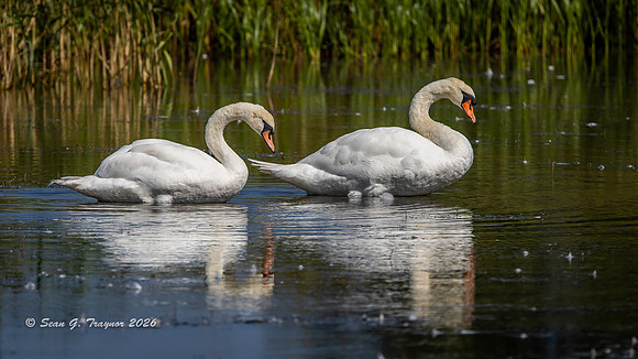 Mute Swans