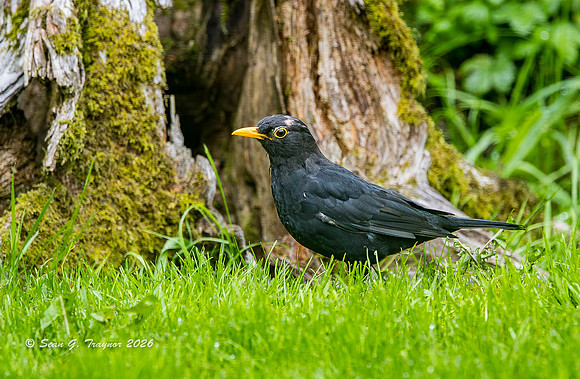Blackbird